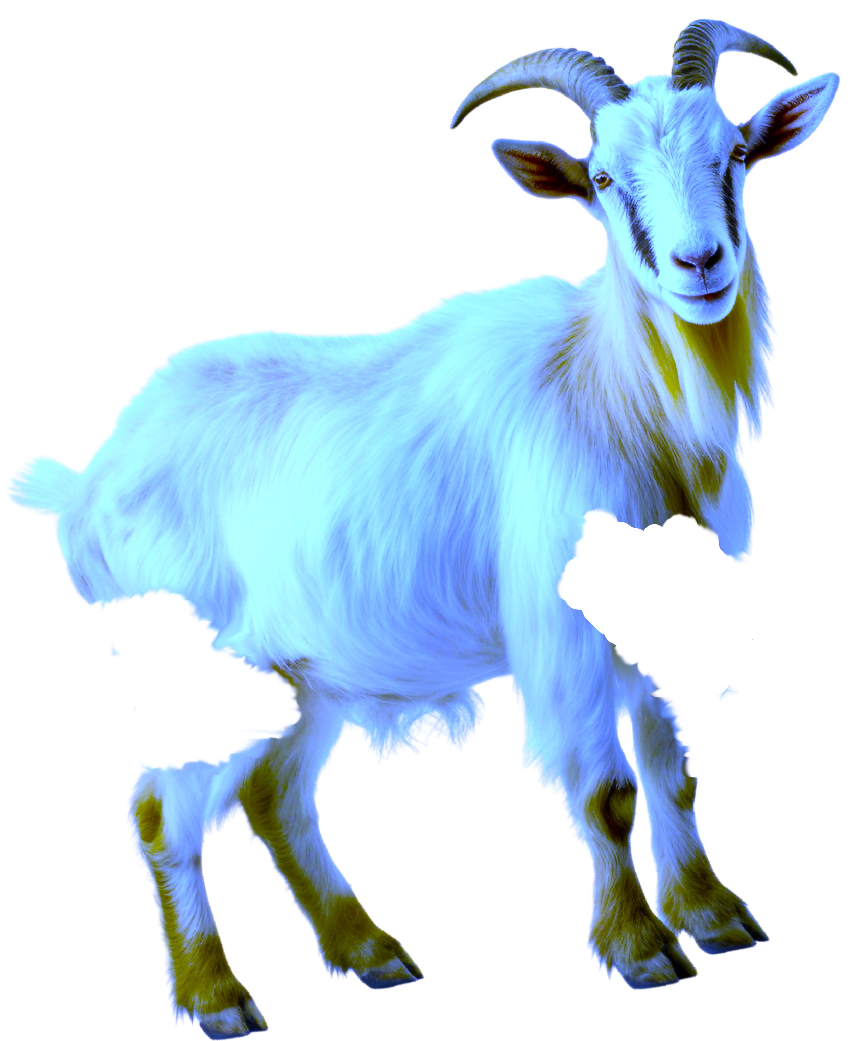 Goat